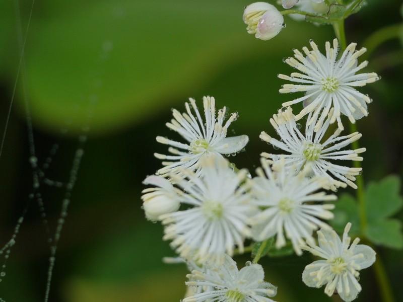 Thalictrum dalzellii photo 4