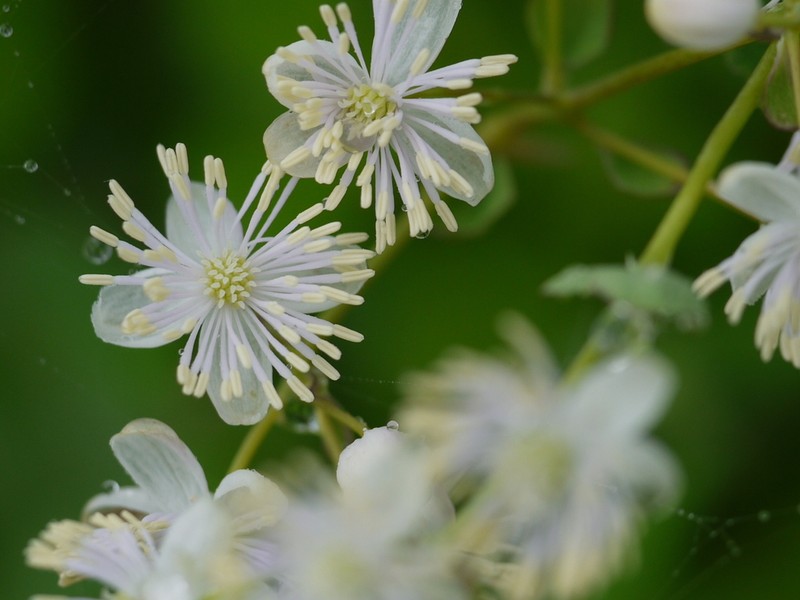 Thalictrum dalzellii photo 5
