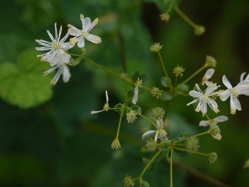 Thalictrum dalzellii photo 6