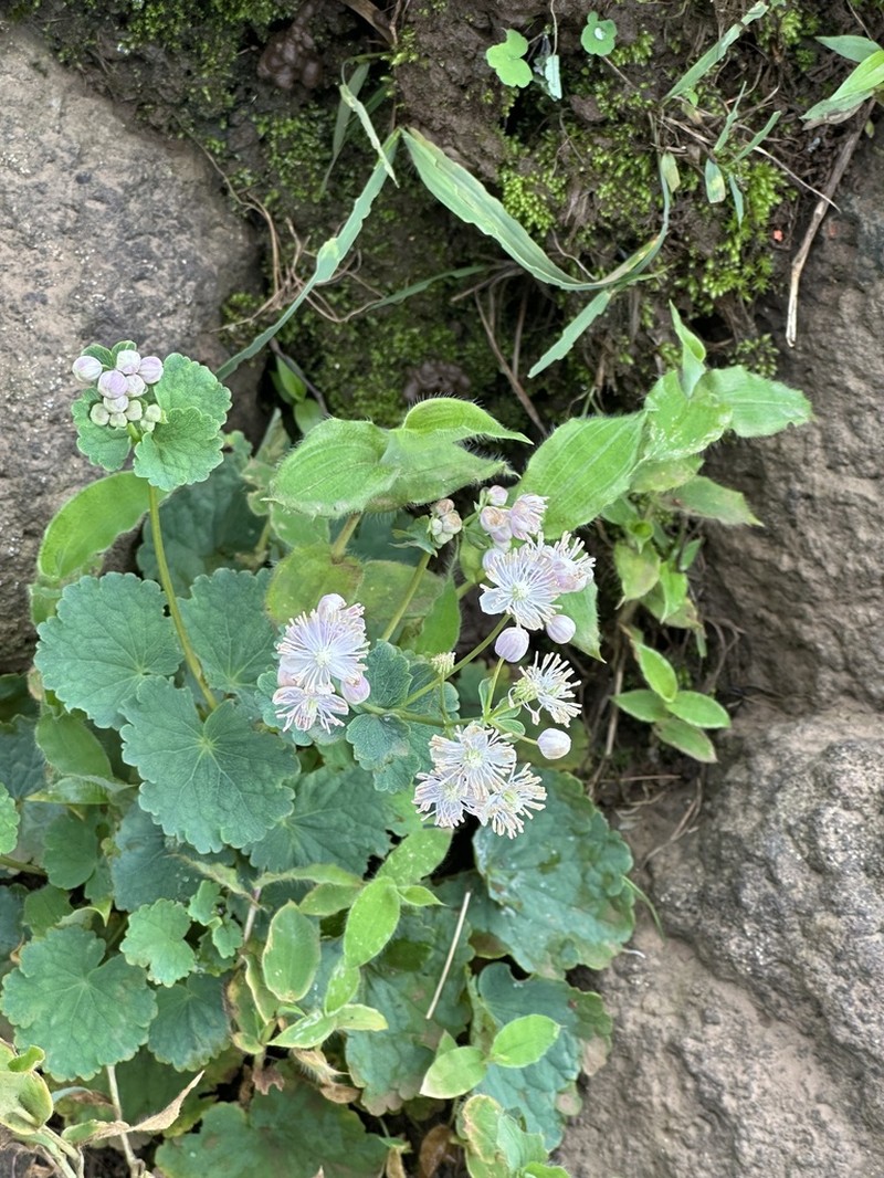 Thalictrum dalzellii photo 7