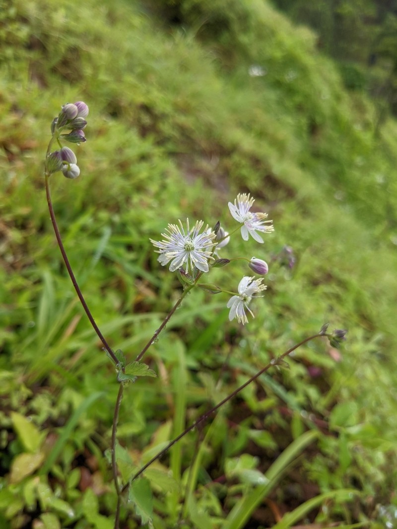 Thalictrum dalzellii photo 8