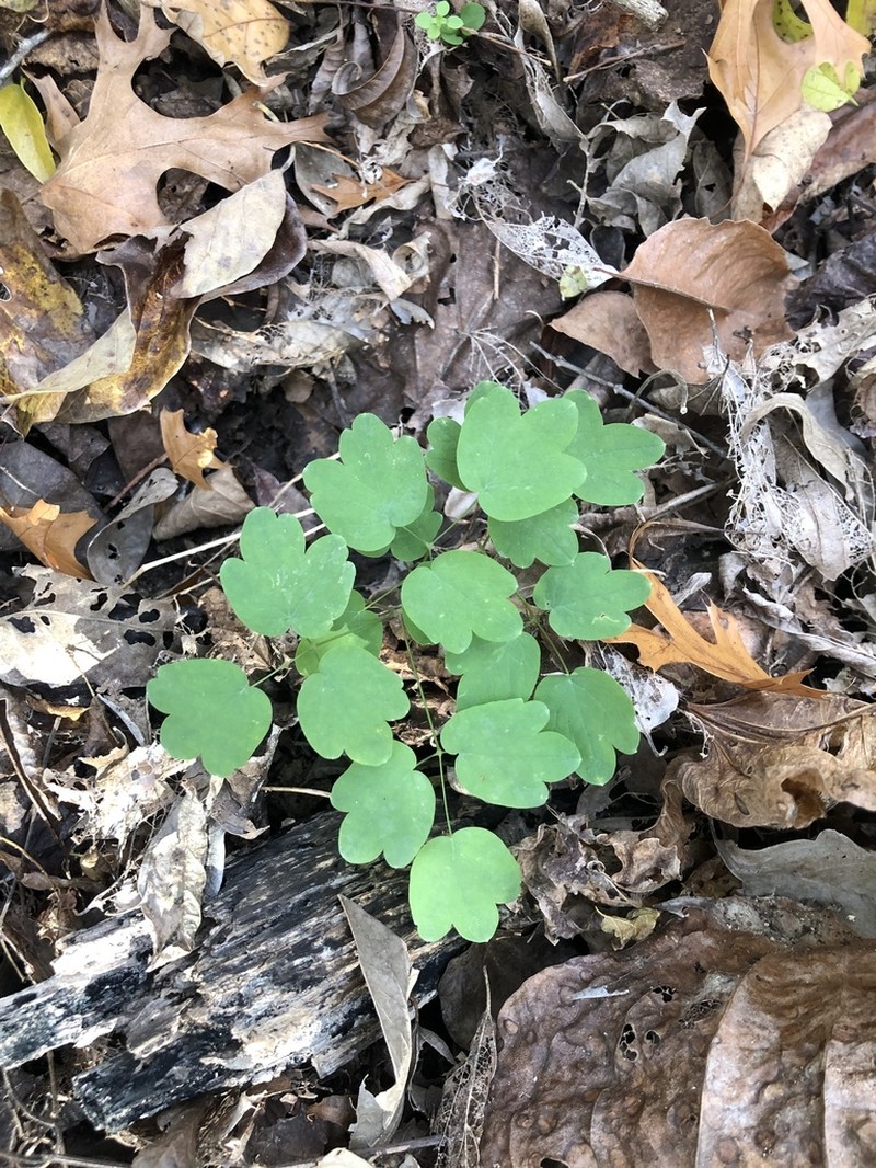 Purple Meadow-Rue photo 7