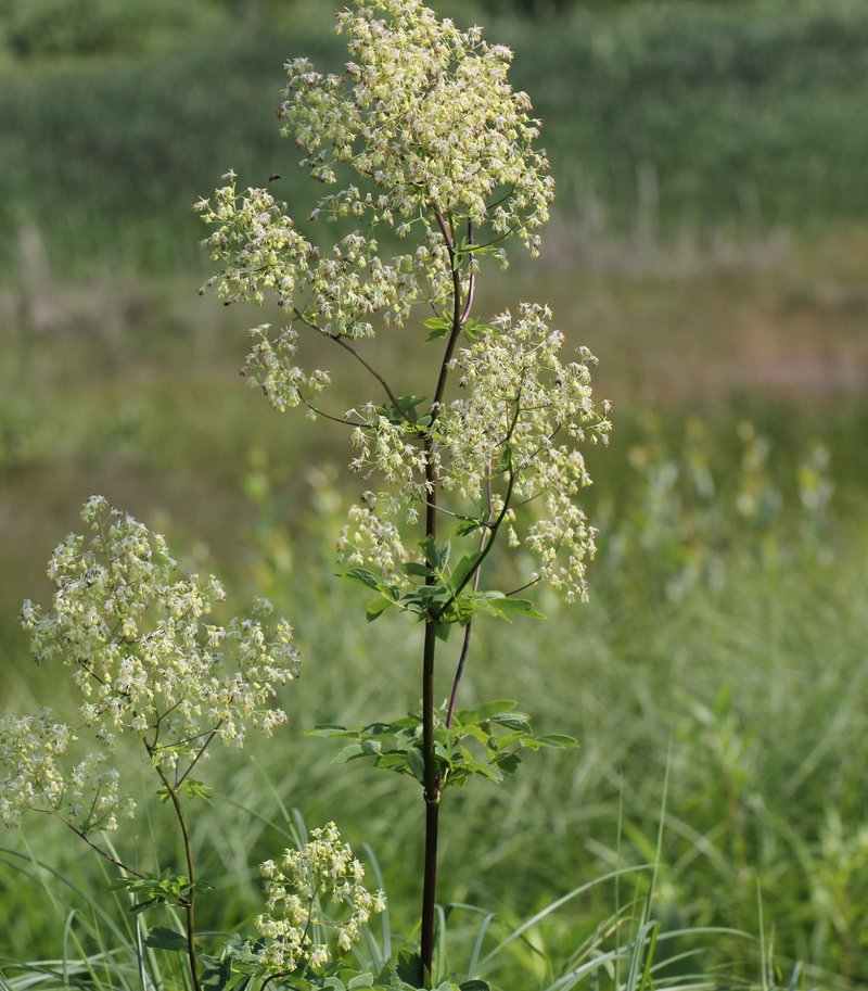 Purple Meadow-Rue