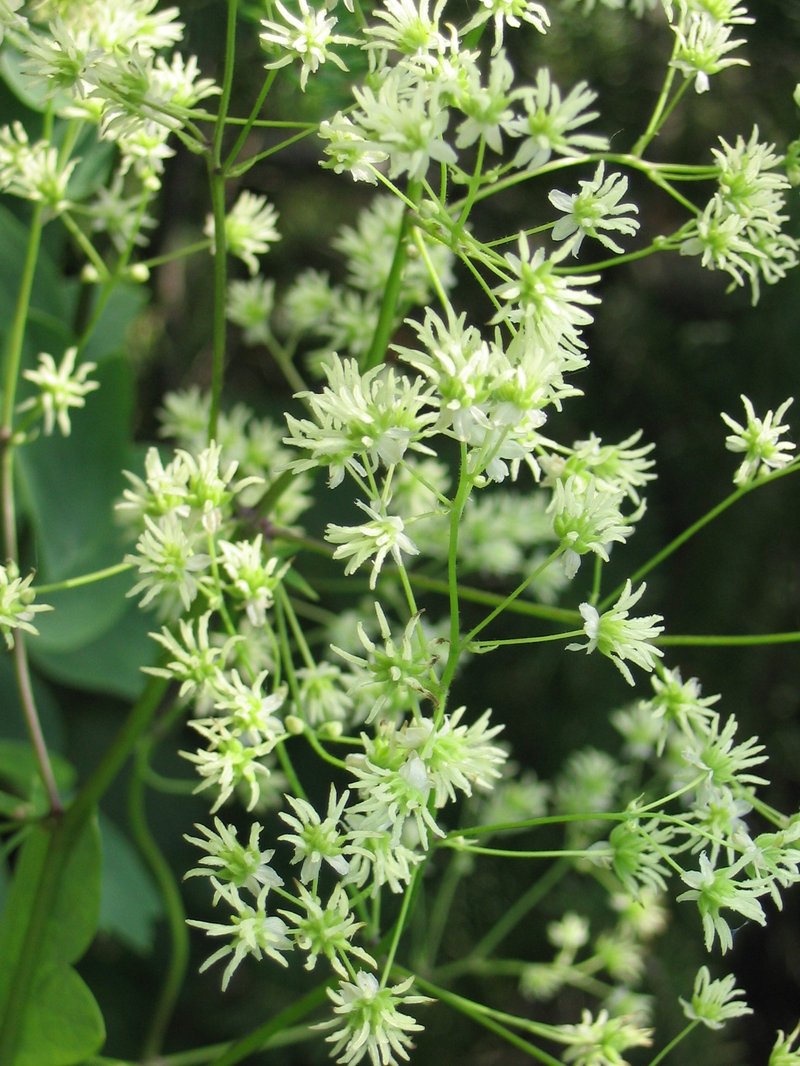 Purple Meadow-Rue photo 3