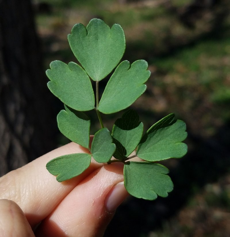 Purple Meadow-Rue photo 4