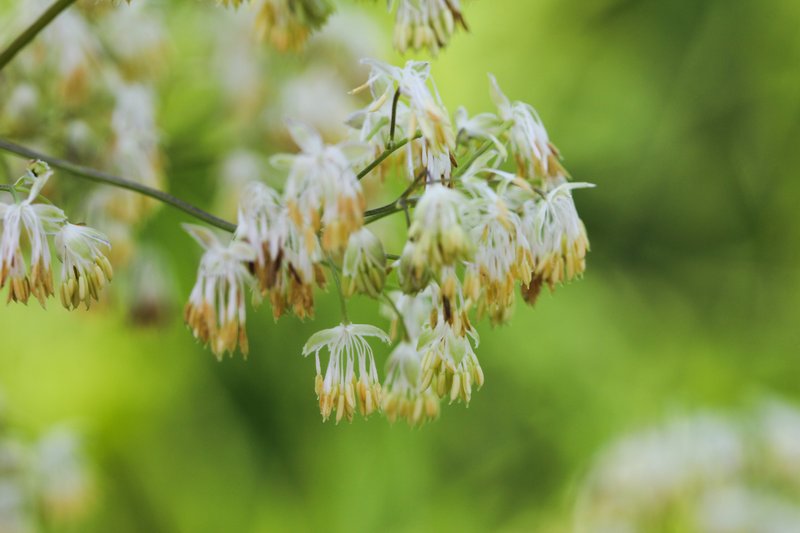 Purple Meadow-Rue photo 5