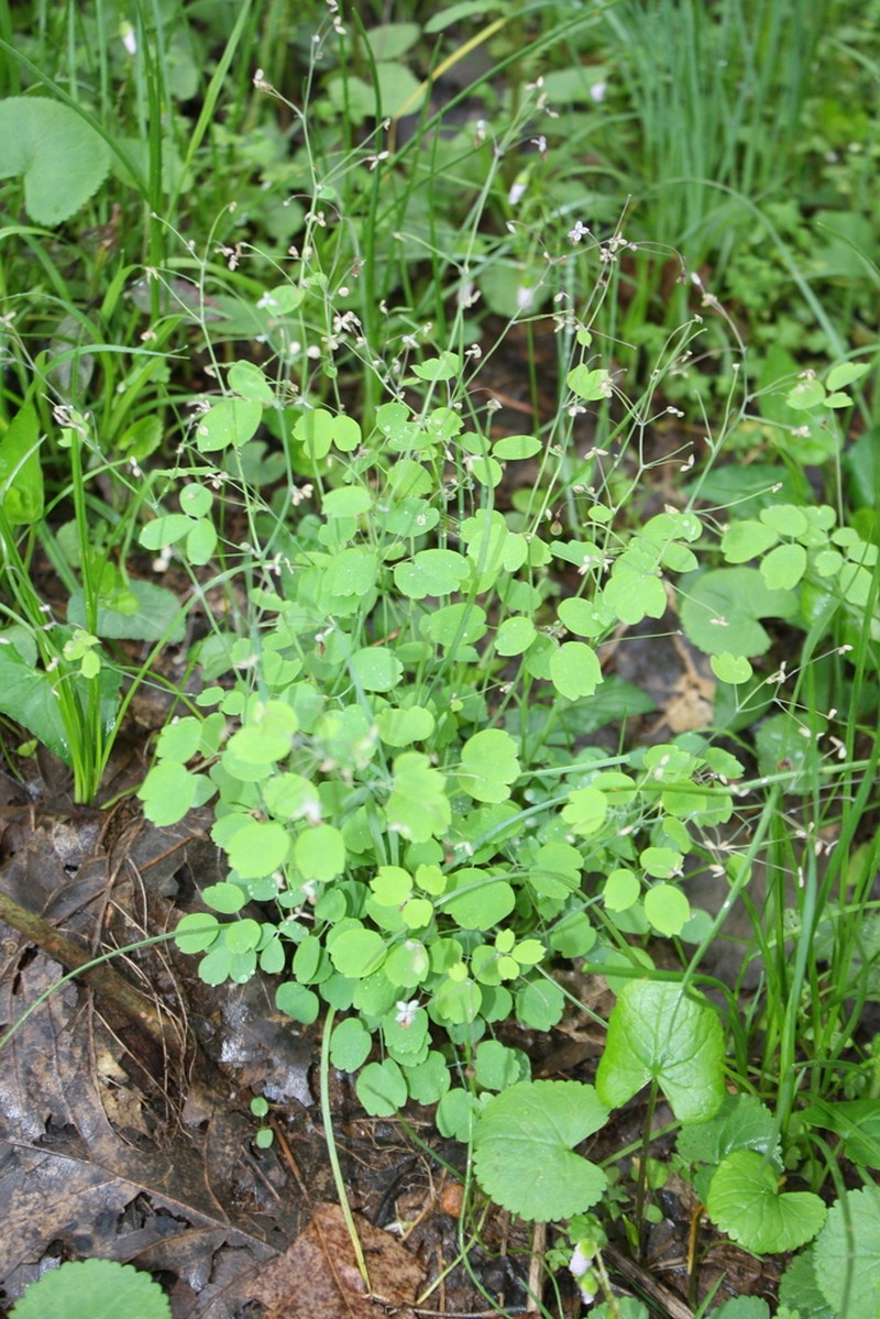 Southern Meadow-Rue