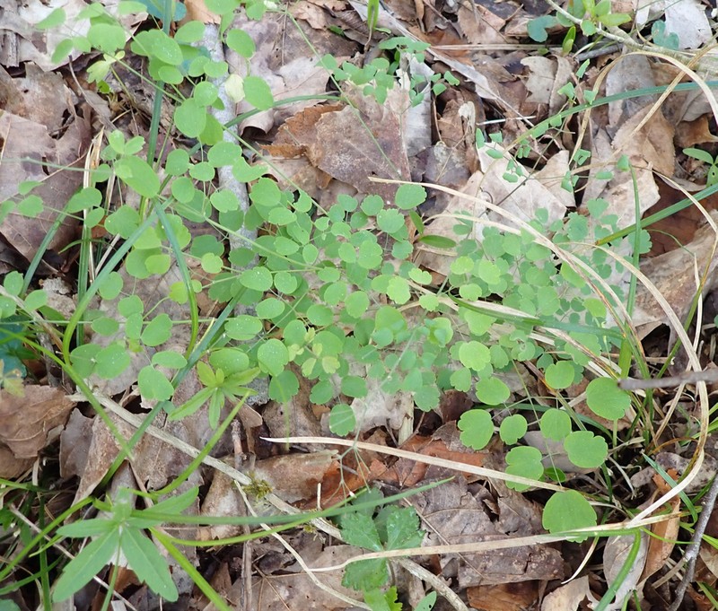 Southern Meadow-Rue photo 2