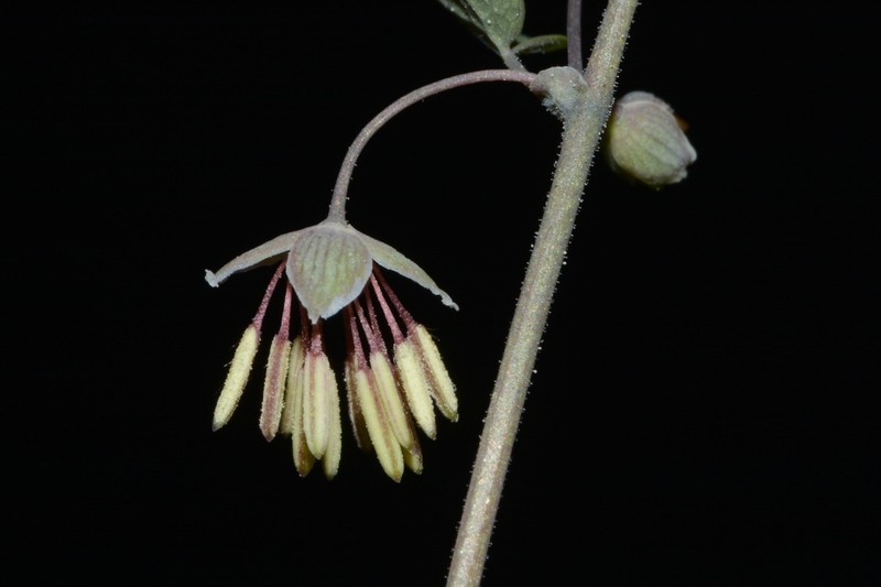 Southern Meadow-Rue photo 3