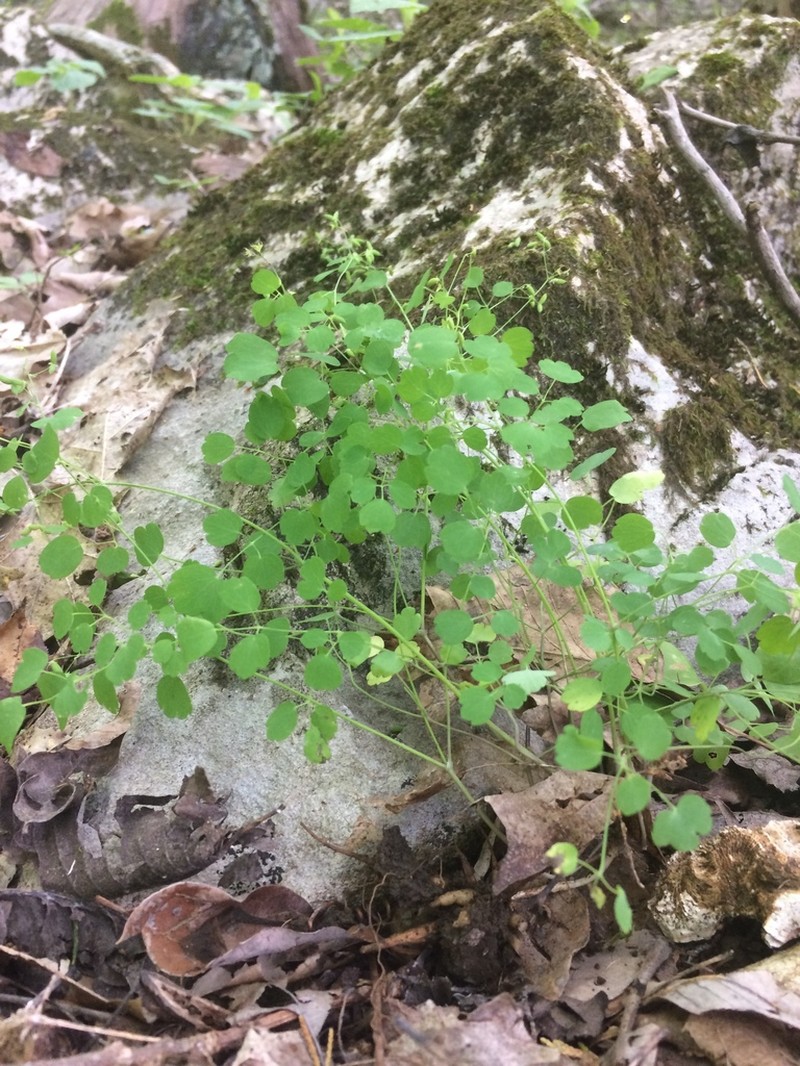 Southern Meadow-Rue photo 4