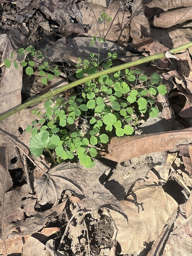 Southern Meadow-Rue photo 5