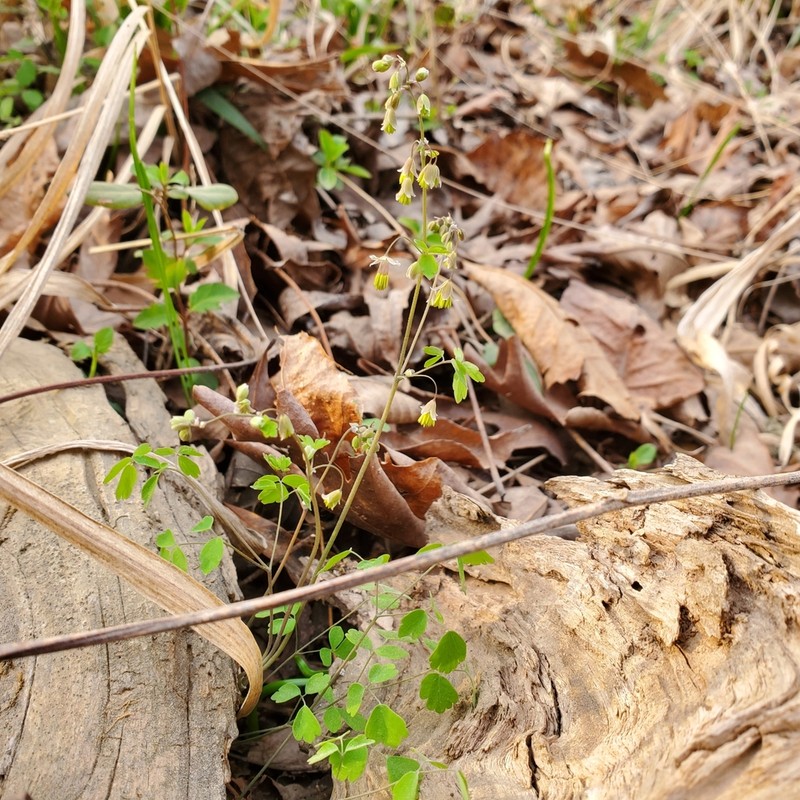 Southern Meadow-Rue photo 6