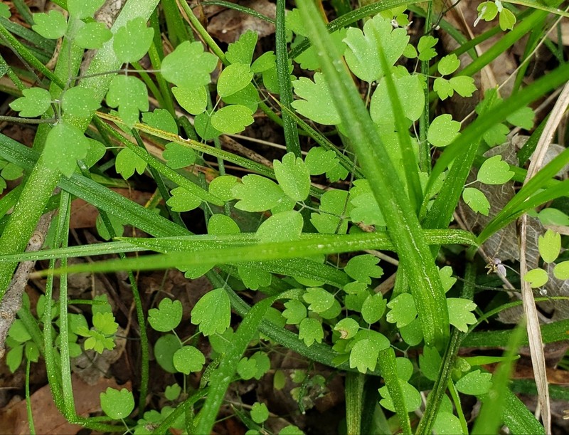 Southern Meadow-Rue photo 7