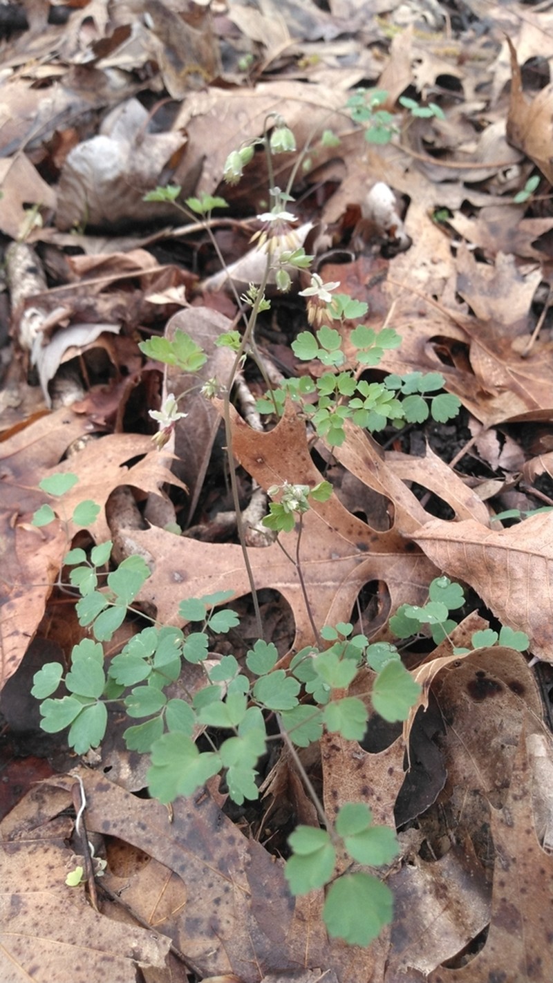 Southern Meadow-Rue photo 8