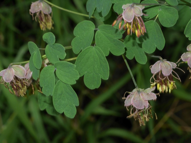 Thalictrum decipiens