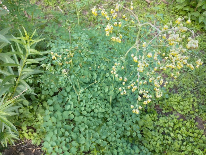 Thalictrum decipiens photo 2