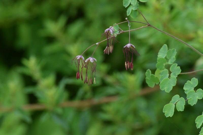 Thalictrum decipiens photo 3