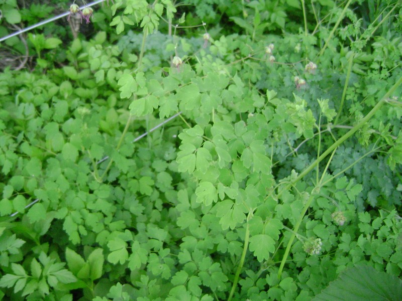 Thalictrum decipiens photo 4