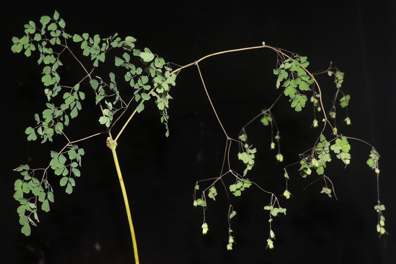Thalictrum decipiens photo 5