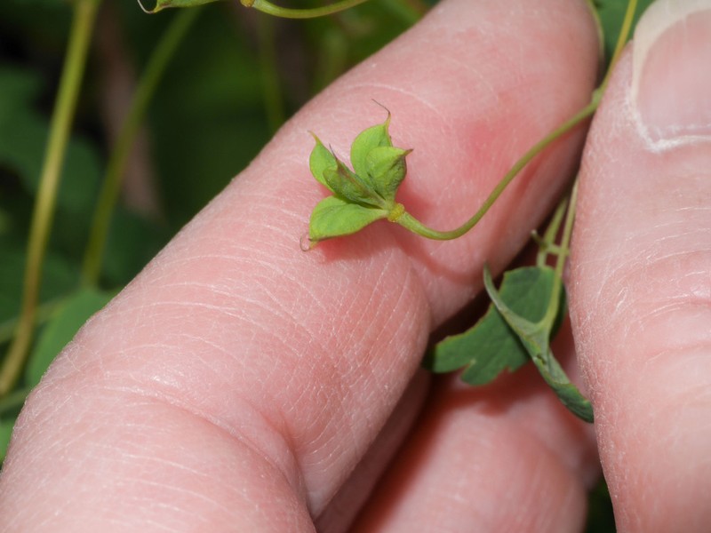 Thalictrum decipiens photo 6