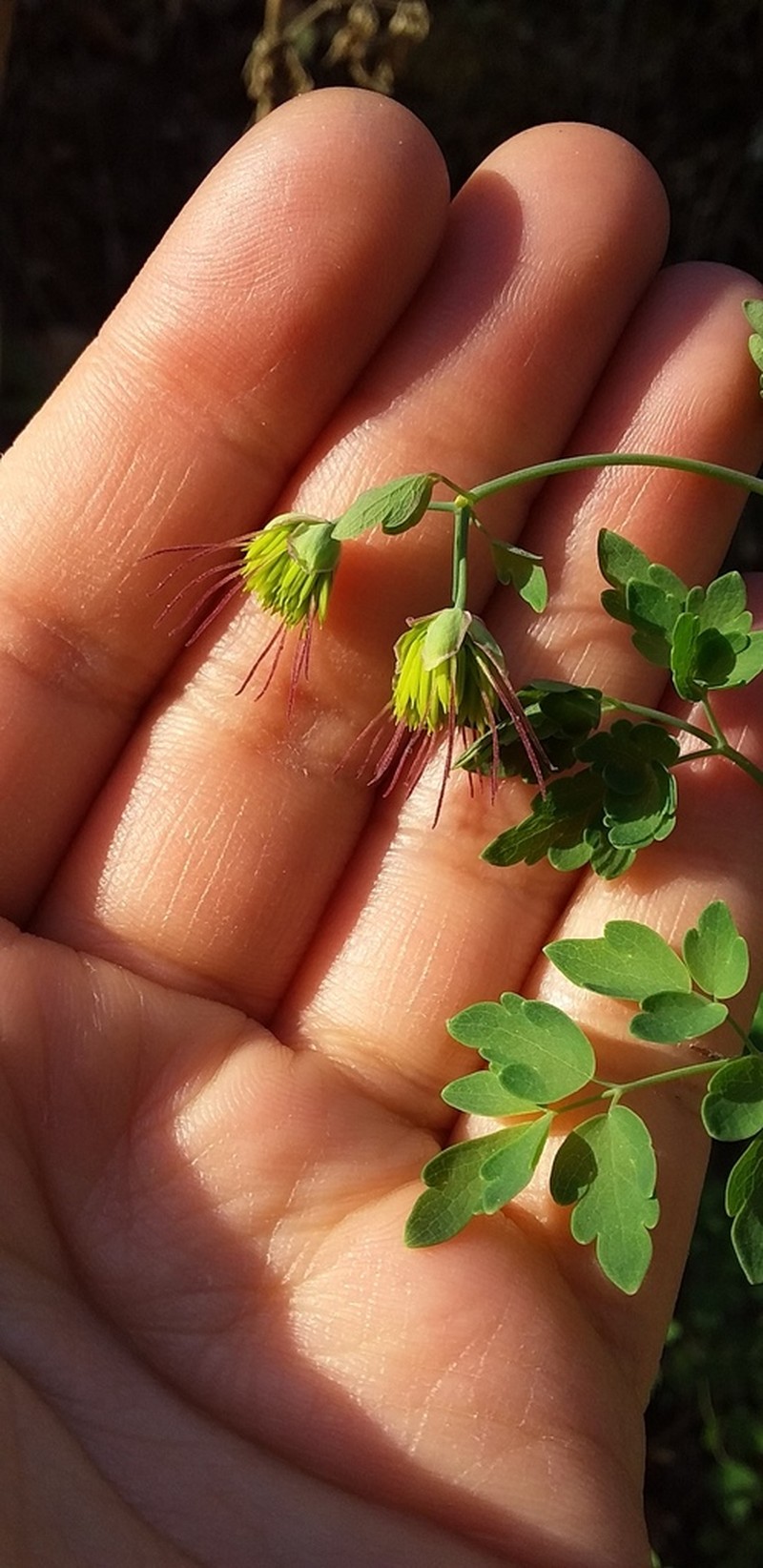 Thalictrum decipiens photo 7