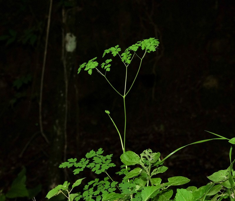 Thalictrum decipiens photo 8