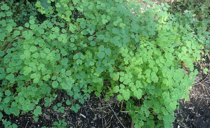 Thalictrum delavayi photo 2