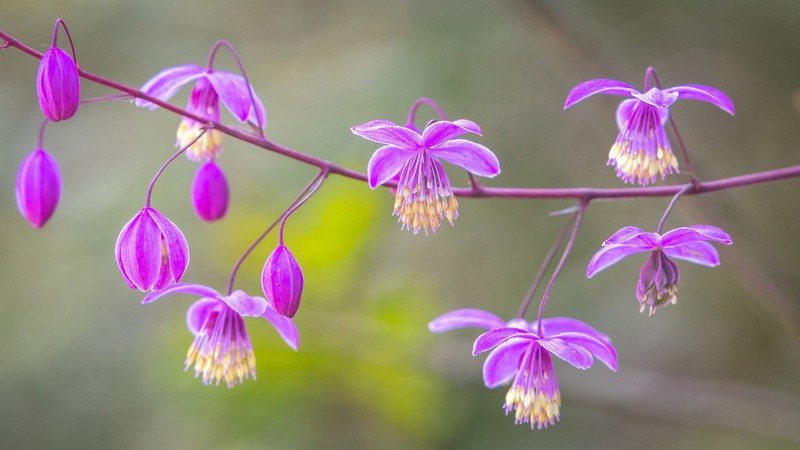 Thalictrum delavayi photo 3