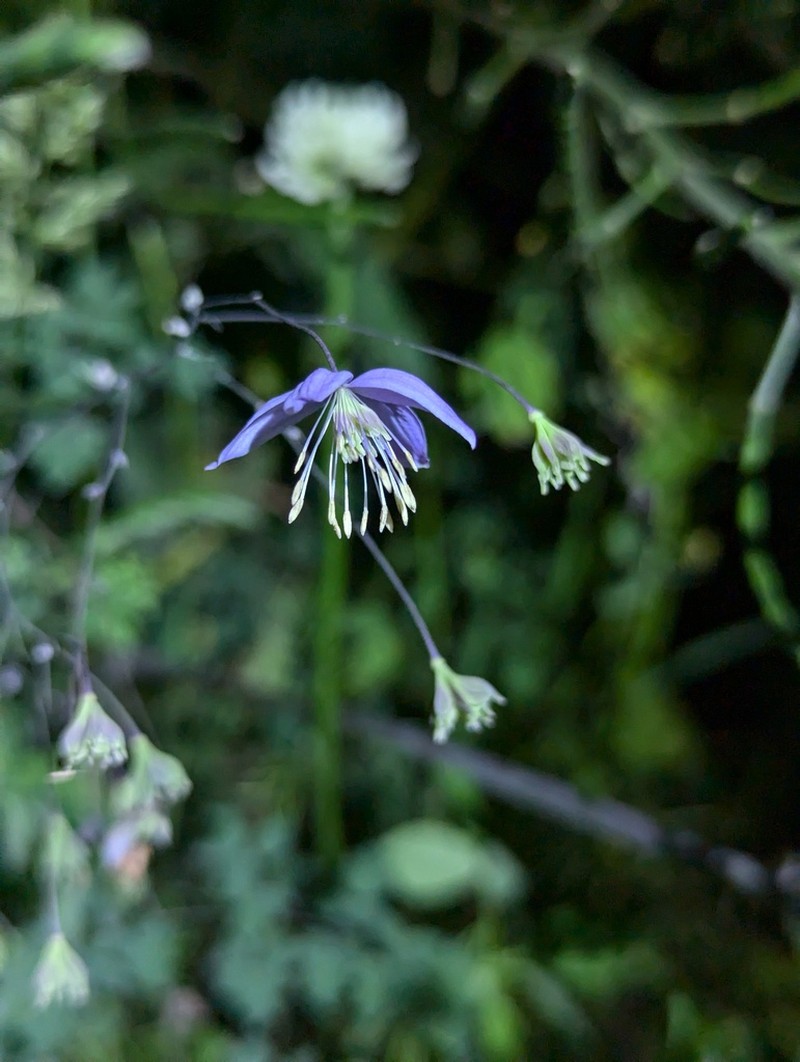 Thalictrum delavayi photo 4