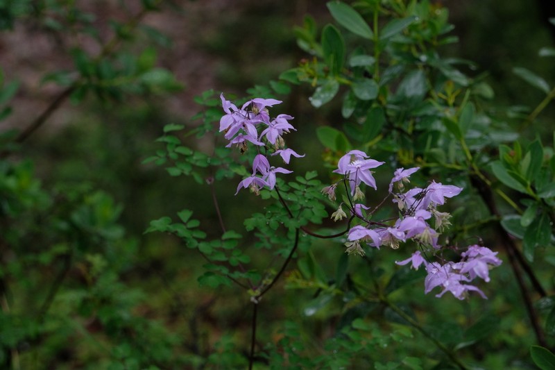 Thalictrum delavayi photo 5