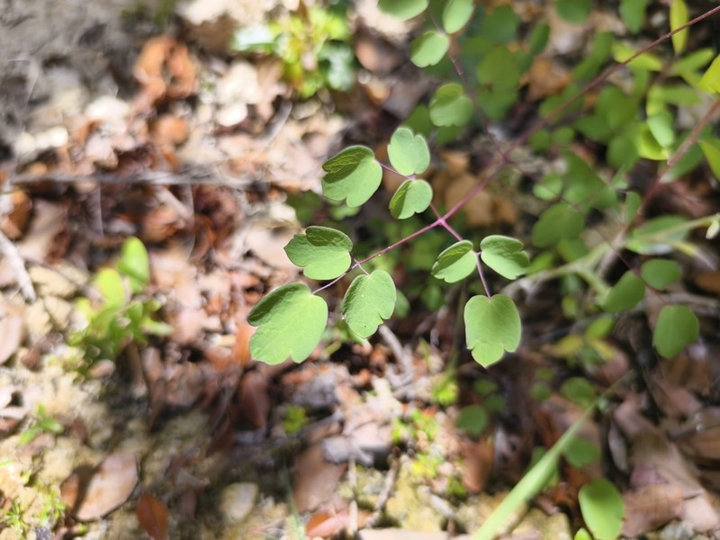 Thalictrum delavayi photo 6