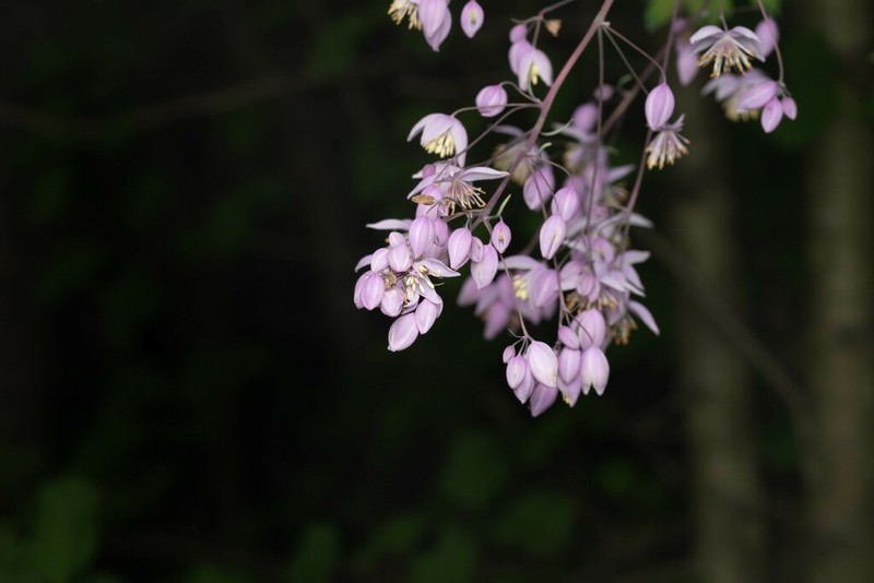 Thalictrum delavayi photo 7