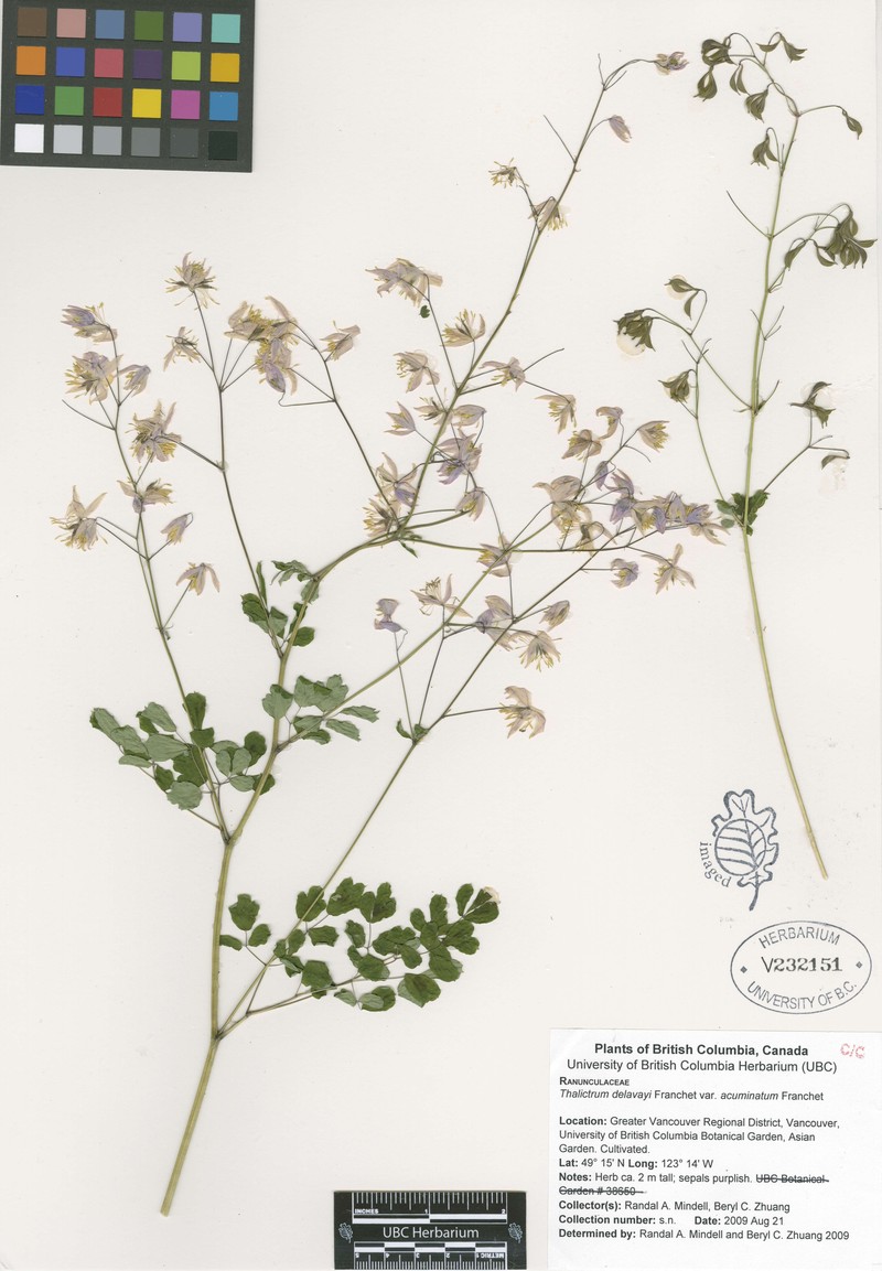 Thalictrum delavayi var. acuminatum