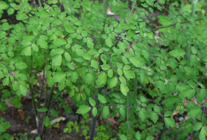 Thalictrum delavayi var. delavayi