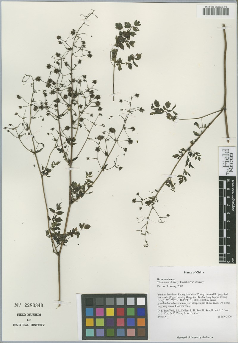 Thalictrum delavayi var. delavayi photo 2