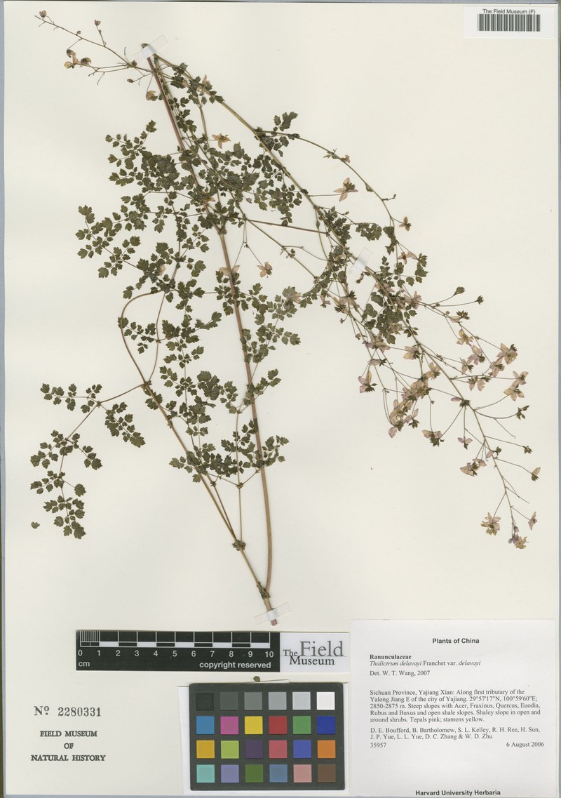Thalictrum delavayi var. delavayi photo 3