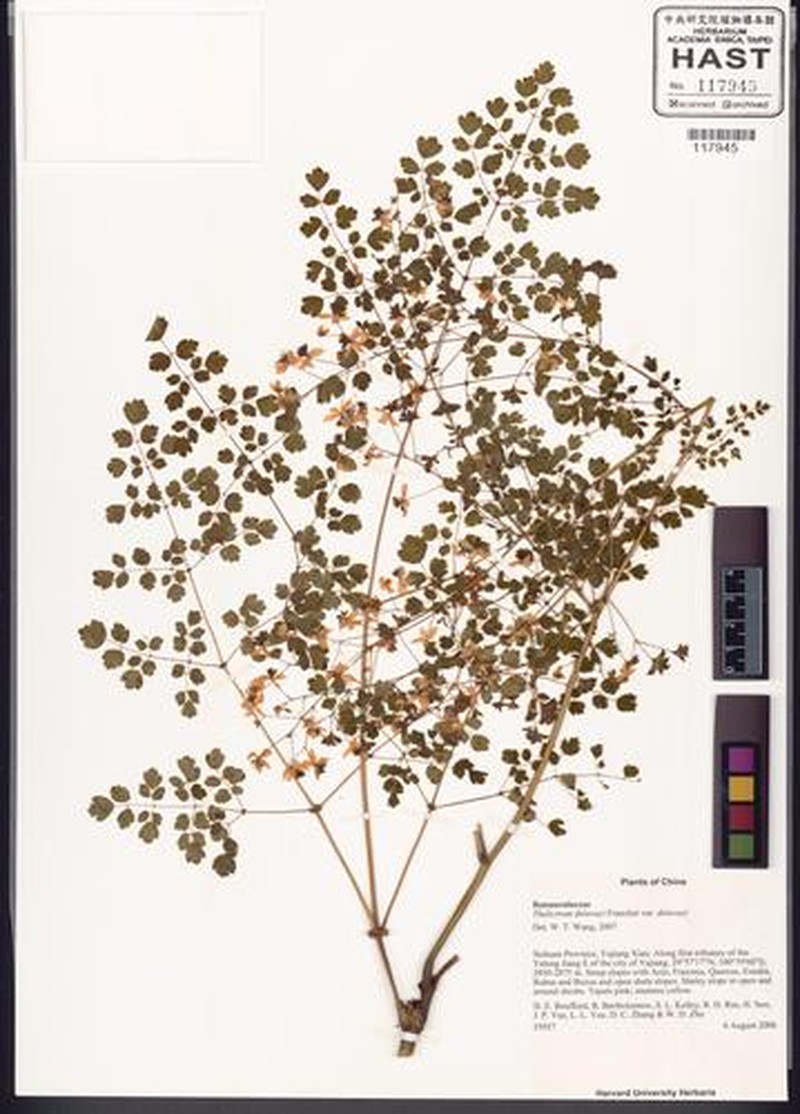 Thalictrum delavayi var. delavayi photo 4