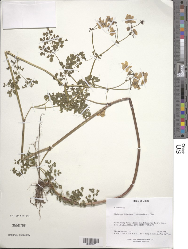 Thalictrum diffusiflorum