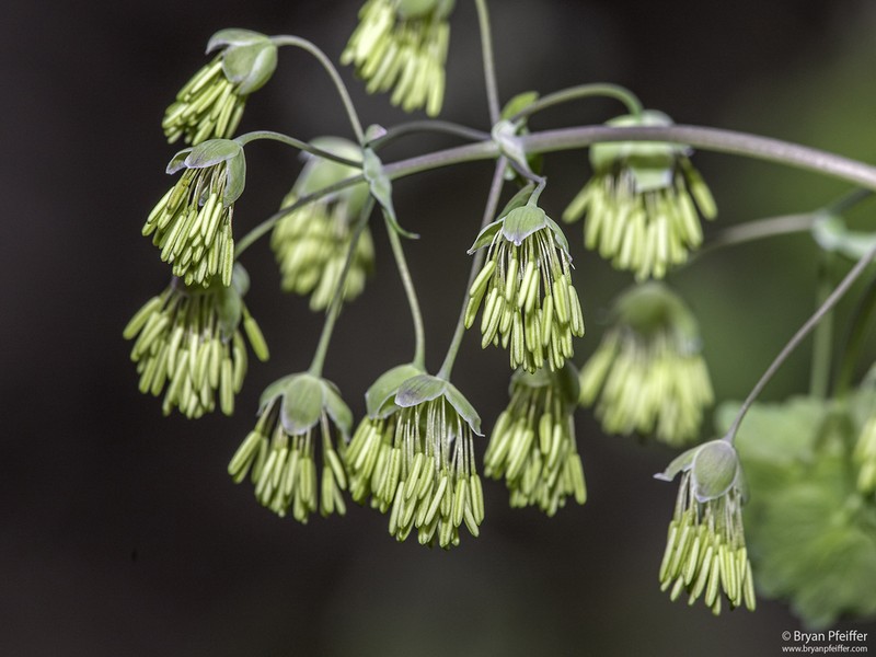 Early Meadow-Rue photo 2