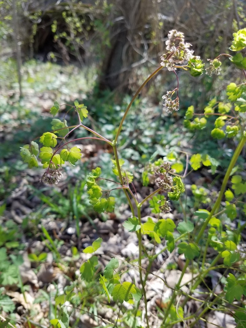 Early Meadow-Rue photo 3