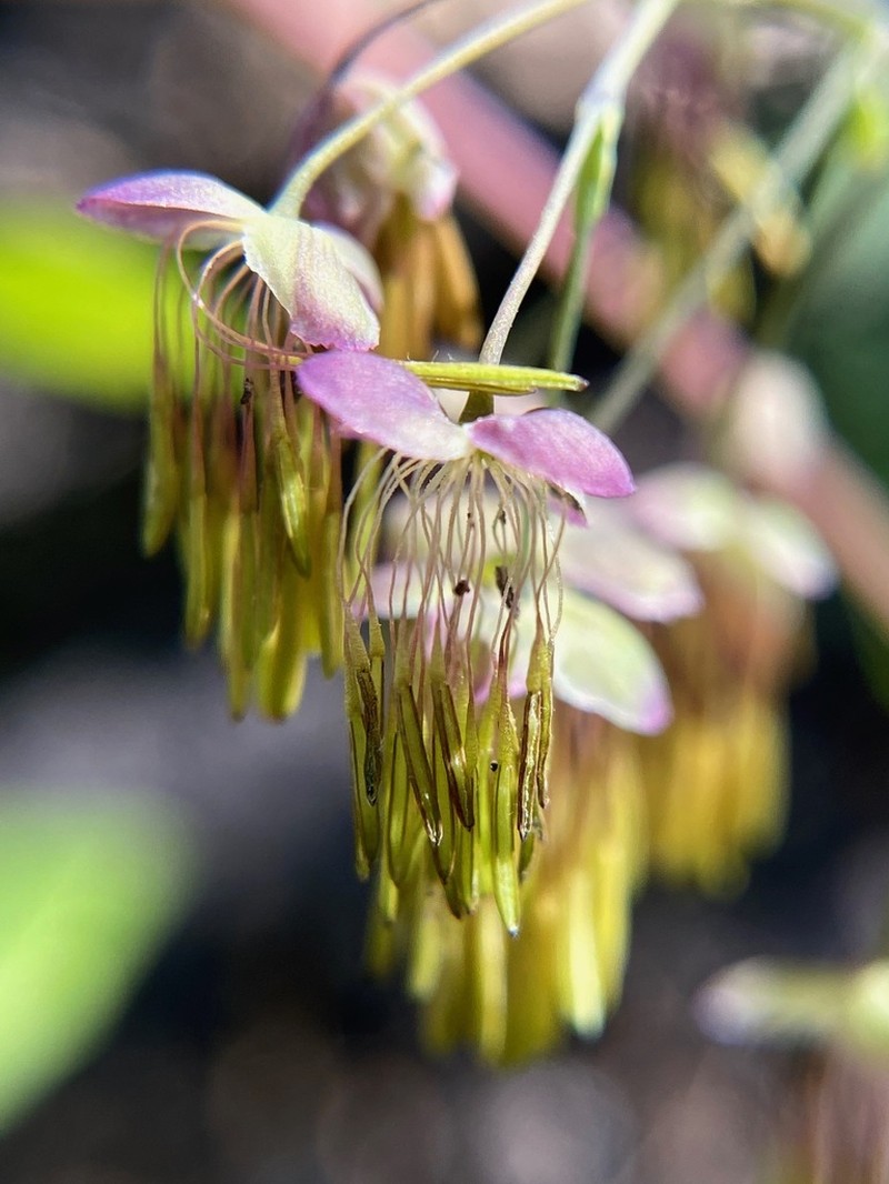 Early Meadow-Rue photo 4