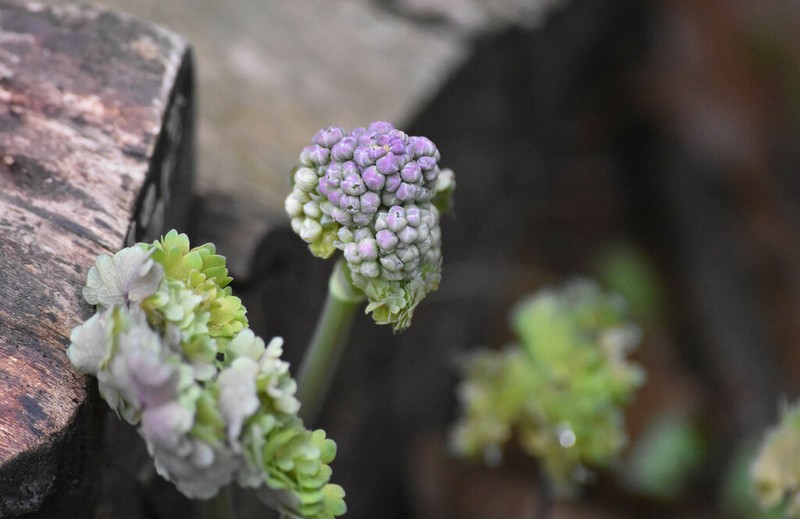 Early Meadow-Rue photo 5