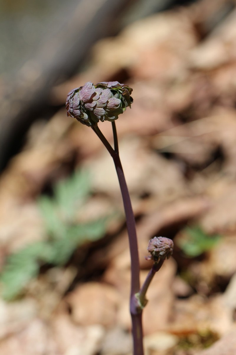 Early Meadow-Rue photo 6