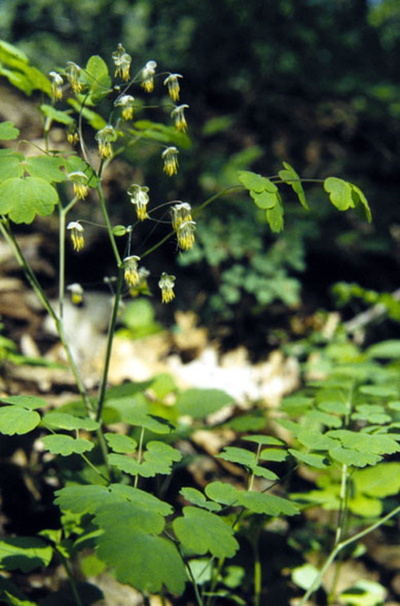 Early Meadow-Rue