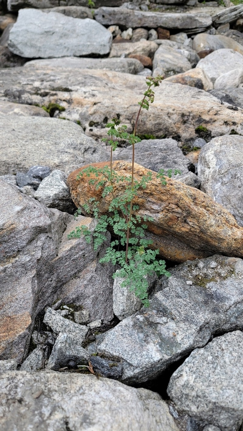 Thalictrum elegans photo 2