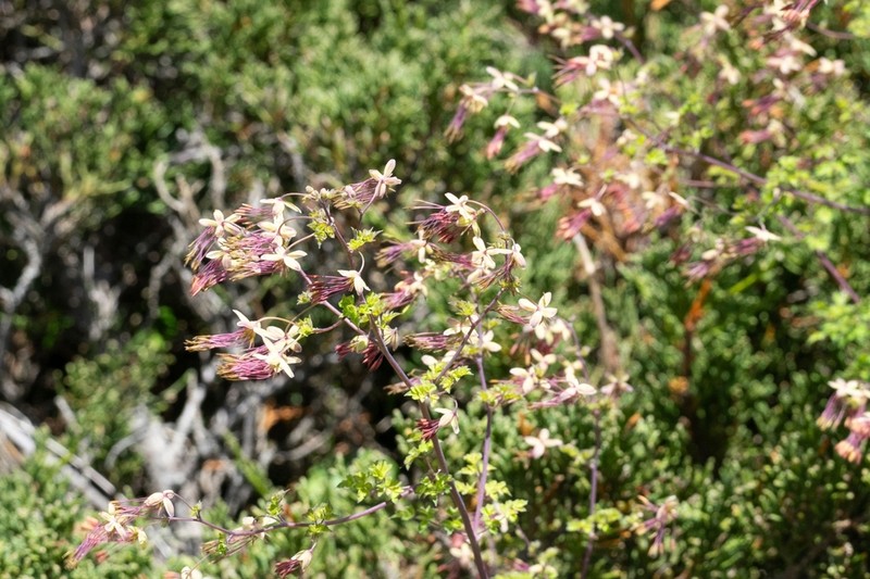 Thalictrum elegans photo 4