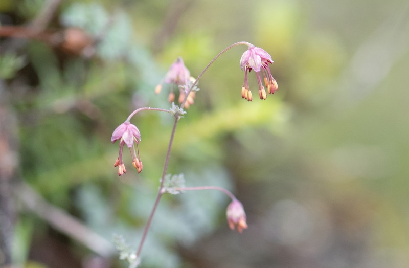 Thalictrum elegans photo 6