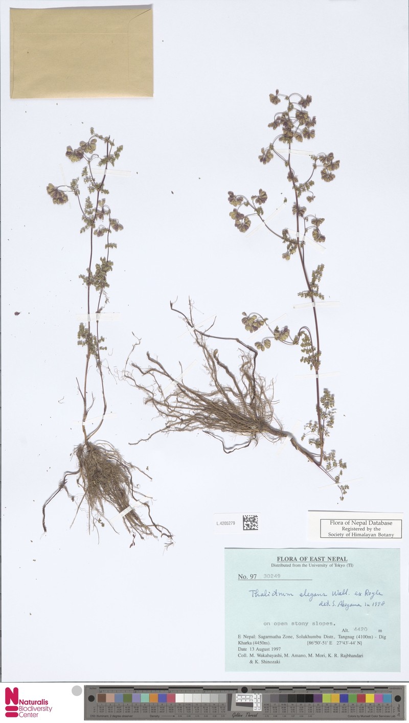 Thalictrum elegans photo 7