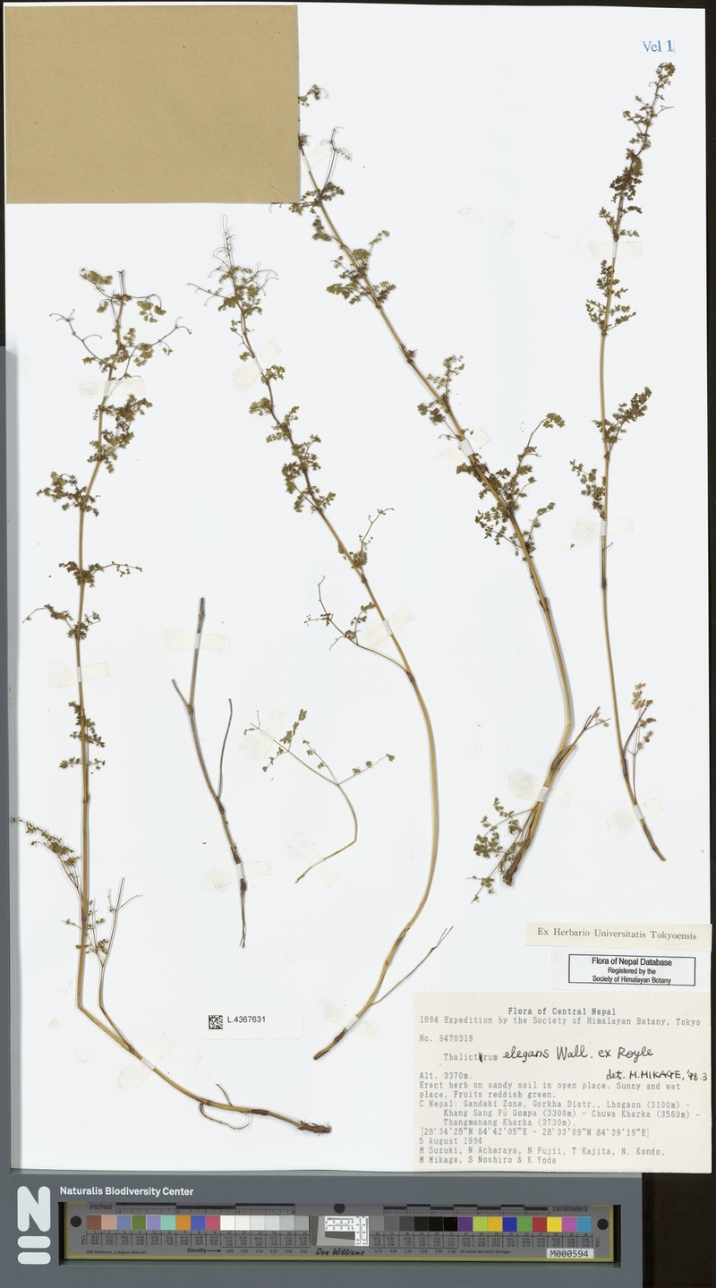 Thalictrum elegans photo 8