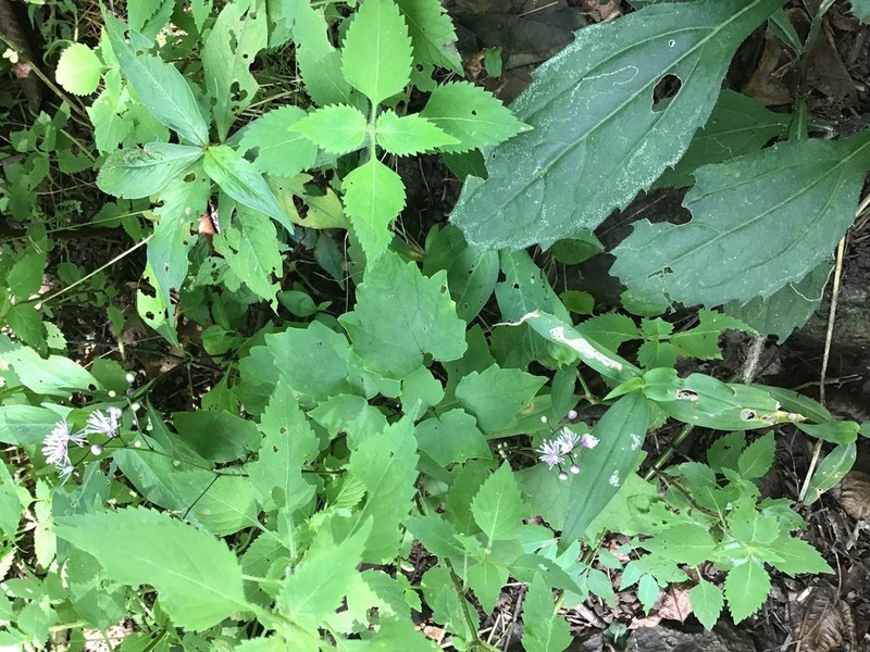 Thalictrum faberi